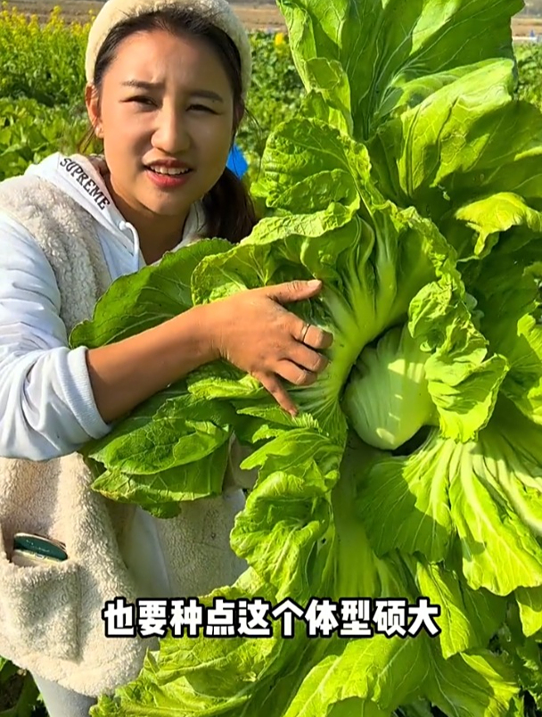 东北的芥菜疙瘩,原来长这个样子,据说做成小咸菜很爽口