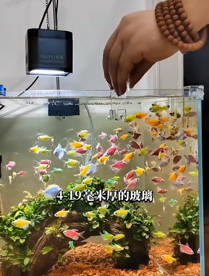 让鱼儿游的更高,负压鱼缸