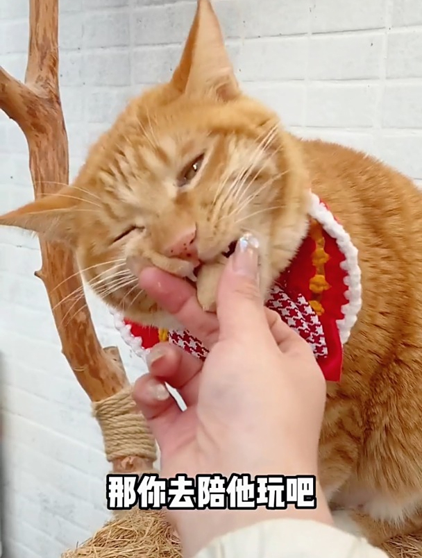 给大家表演一段鸡飞狗跳