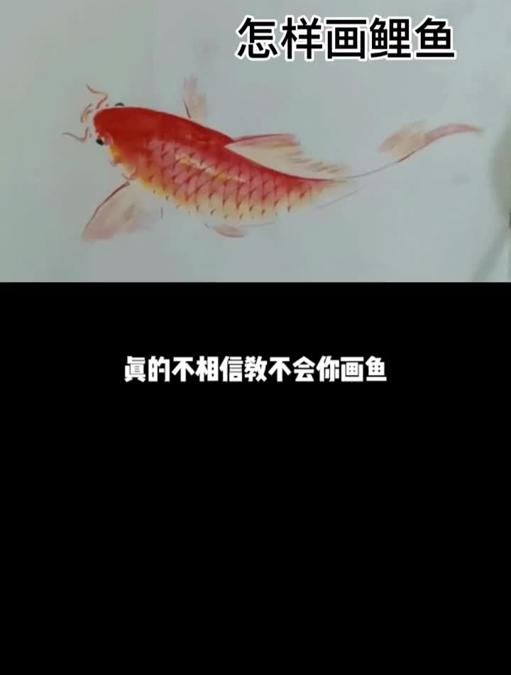 国风合伙人怎样画鲤鱼怎样画鱼国画教程国画鲤鱼国画鱼张正海画鱼