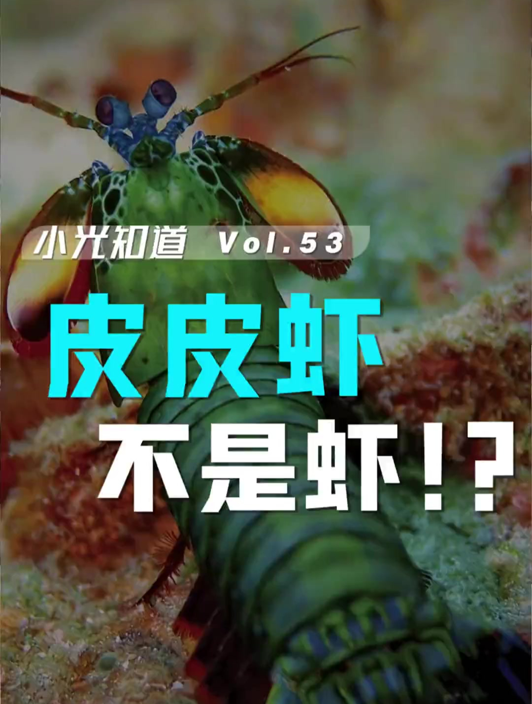皮皮虾竟然不是虾,你敢信吗