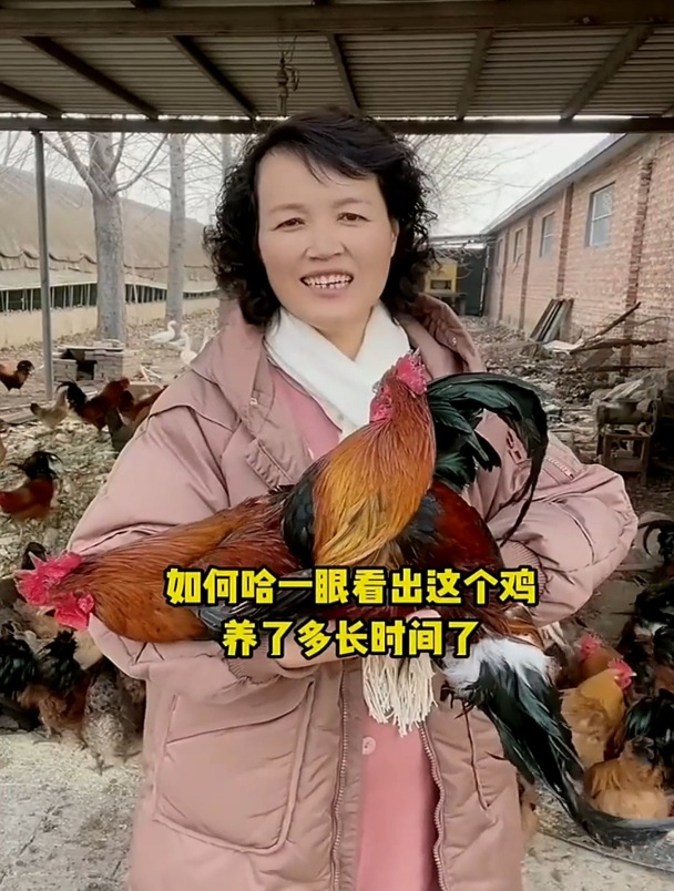 如何一眼看出鸡养了多长时间?