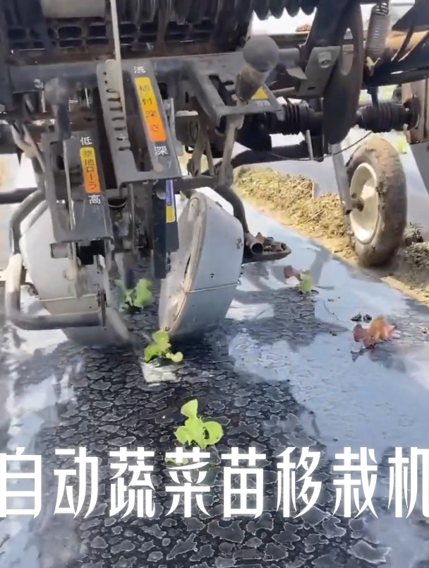 自动蔬菜苗移栽机 蔬菜种植 蔬菜苗移植