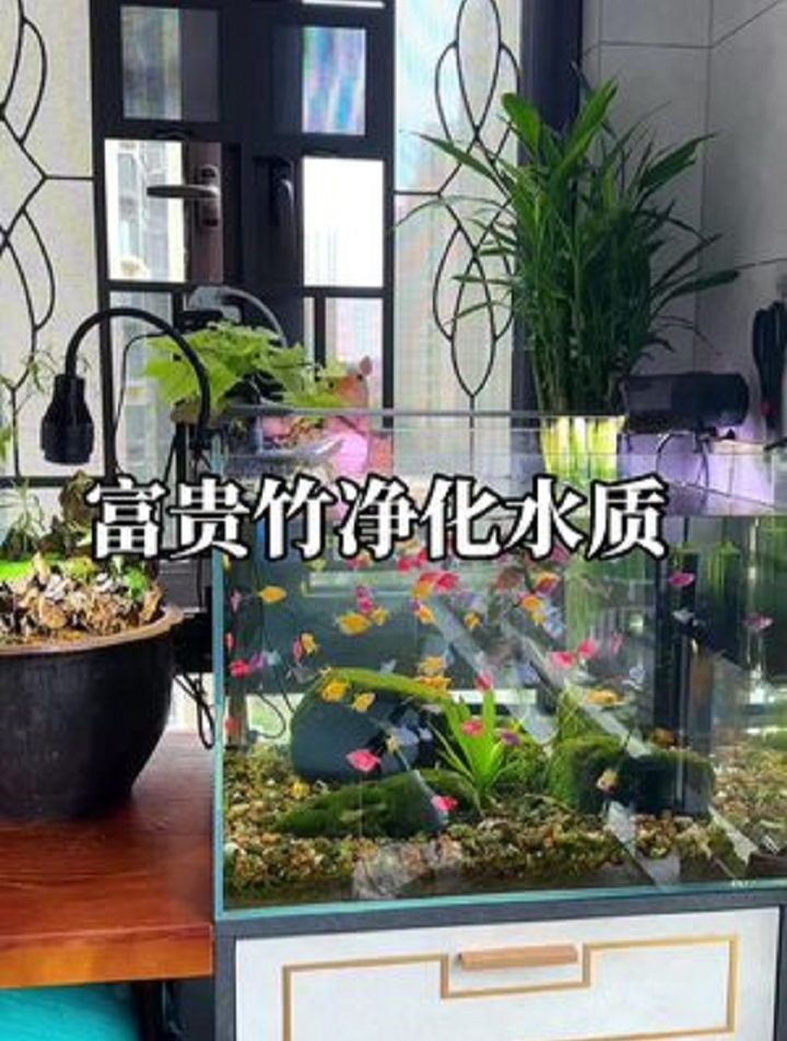 水质稳定不死鱼的密码就是因为它!