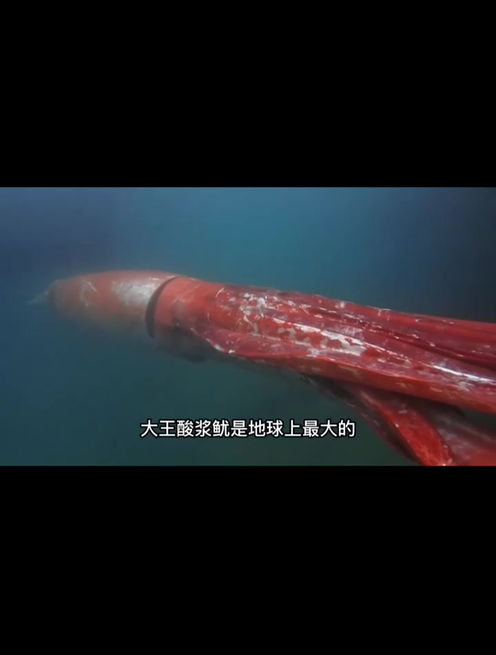 世界上最大的鱿鱼有多大 巨型海怪大王酸浆鱿能吃吗
