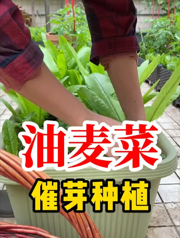 油麦菜的催芽种植,方法和最佳种植时间!
