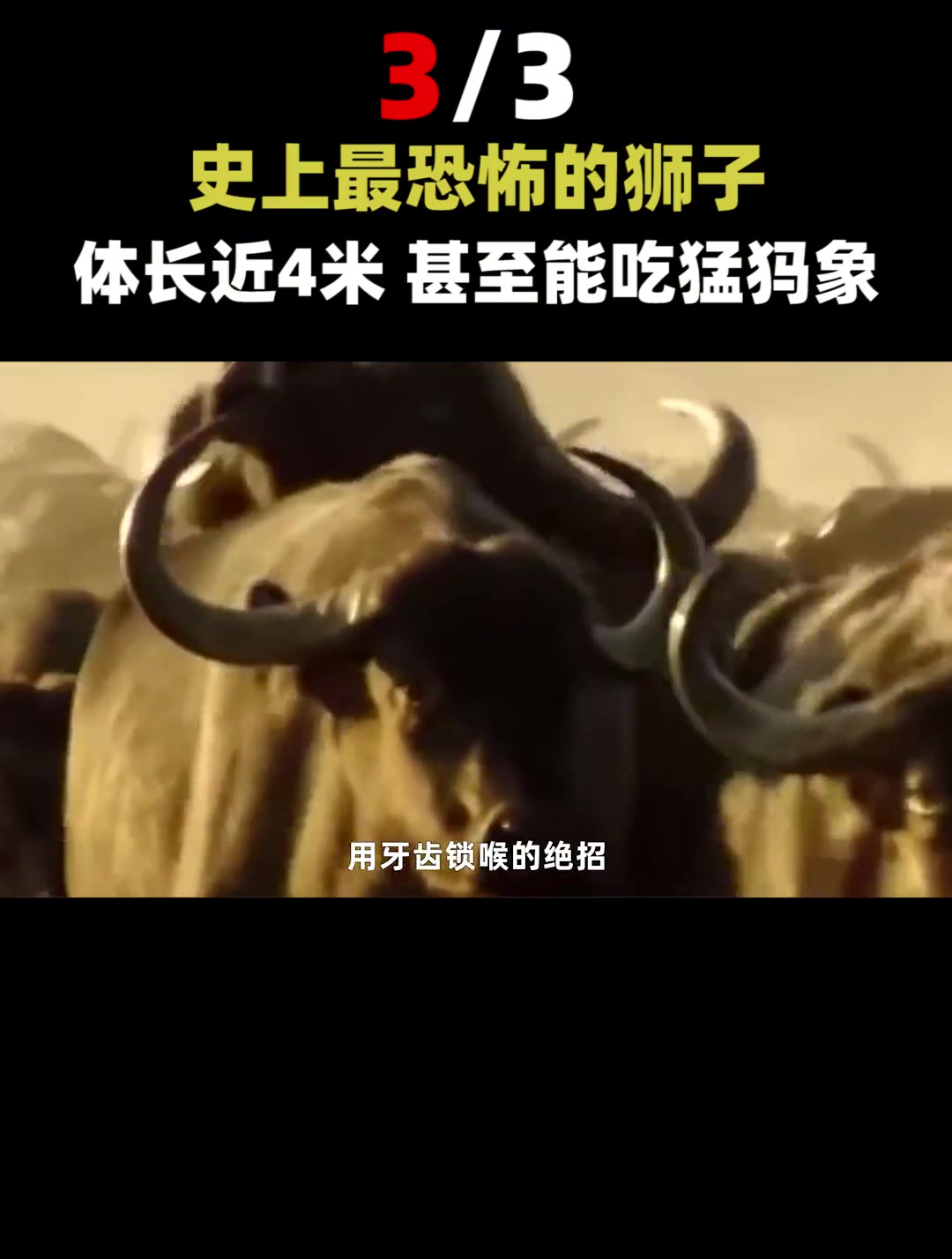 史上最大的猫科动物,美洲拟狮体长接近4米超800斤(3)