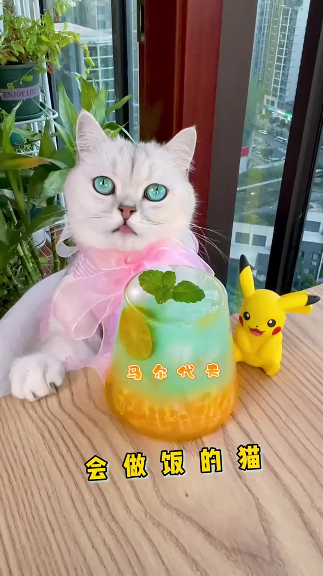 会做饭的猫咪可还行?今天来一杯特调鸡尾酒,请一定要看到最后!
