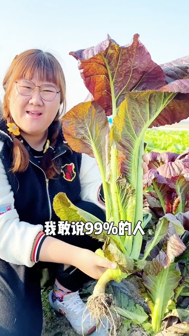 这是一款种一颗能吃好几顿的紫芥菜,生吃凉拌腌咸菜,往往都美味