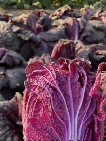 紫色的大白菜你见过吗?味道香甜似“苹果”,不烂根产量还高!