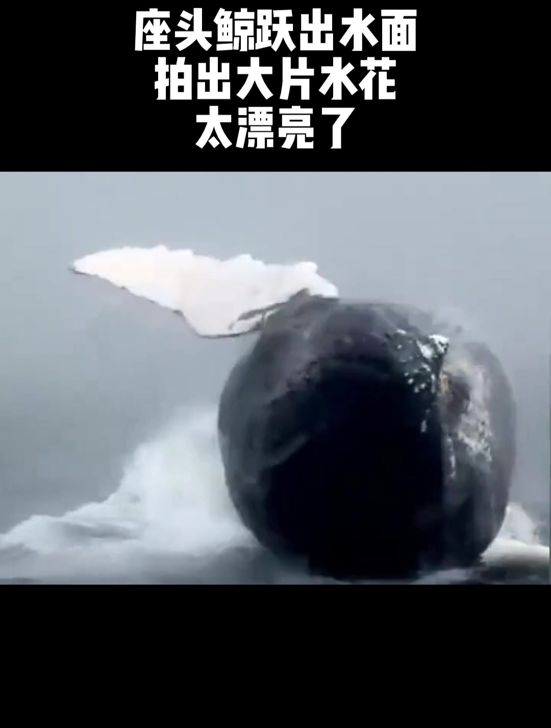 座头鲸跃出水面
