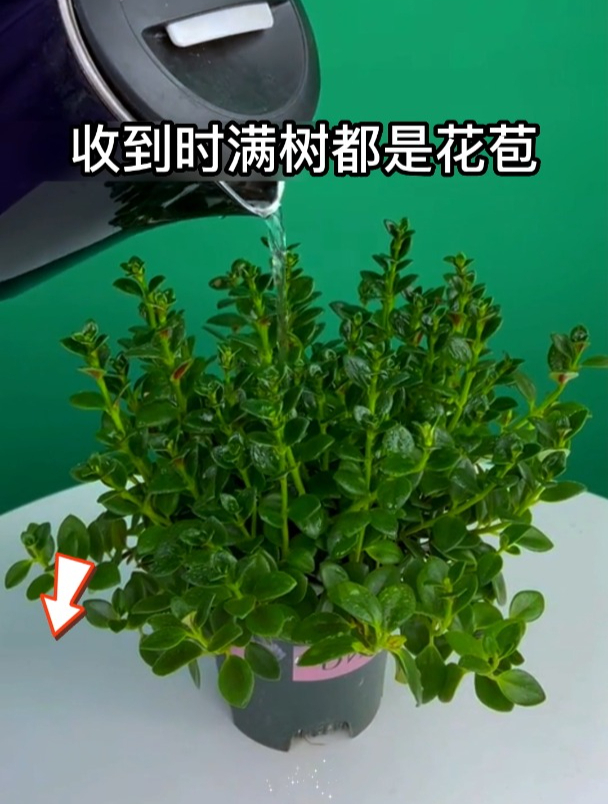 金鱼吊兰寓意“年年有余”,四季都开花,枝头挂满“小金鱼”!