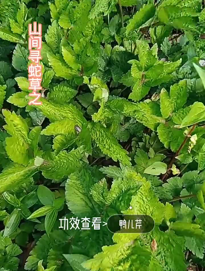 纯天然绿色蔬菜野生植物野外生存应急救援鸭儿芹又叫