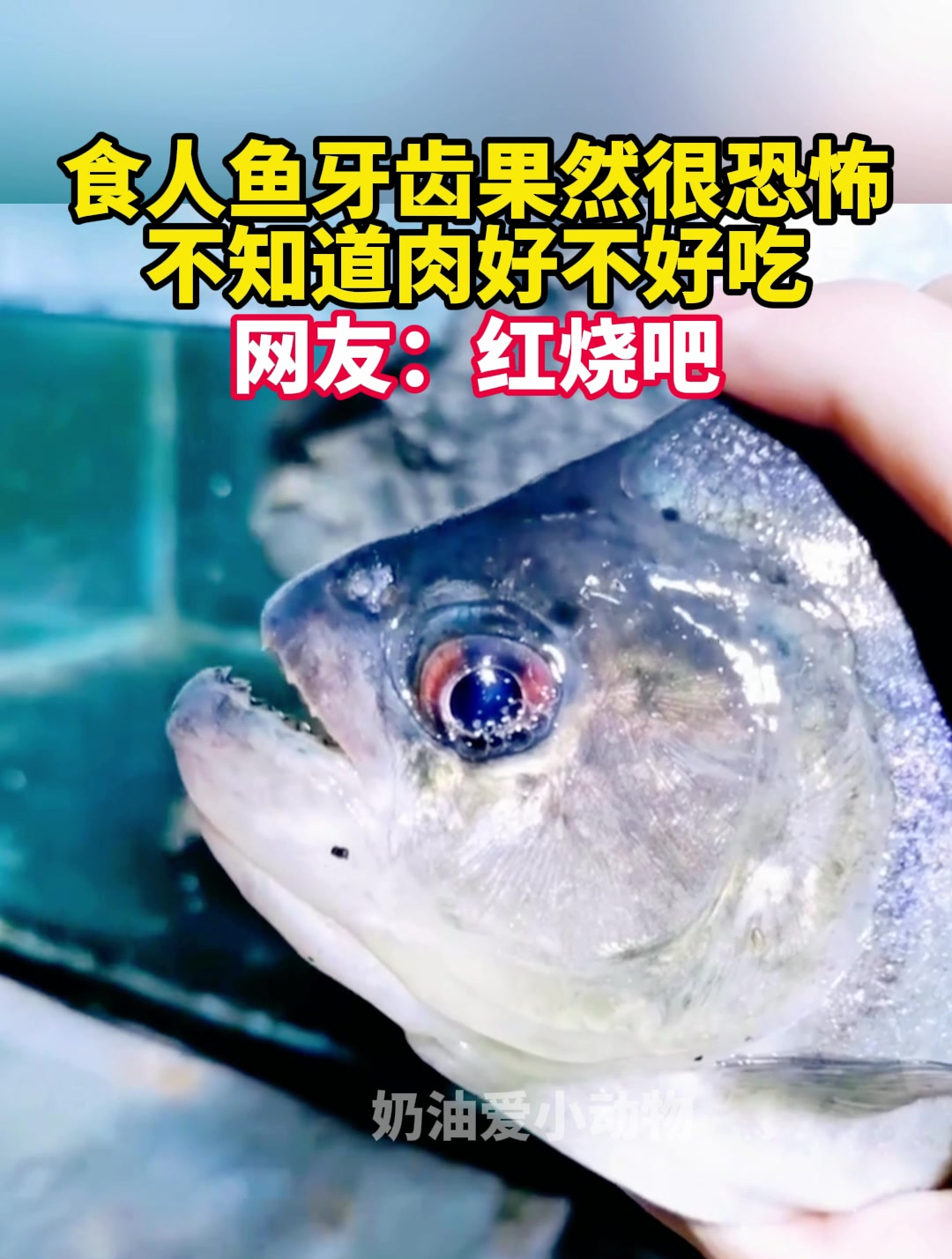 食人鱼牙齿果然很恐怖,不知道肉好不好吃,网友:红烧吧