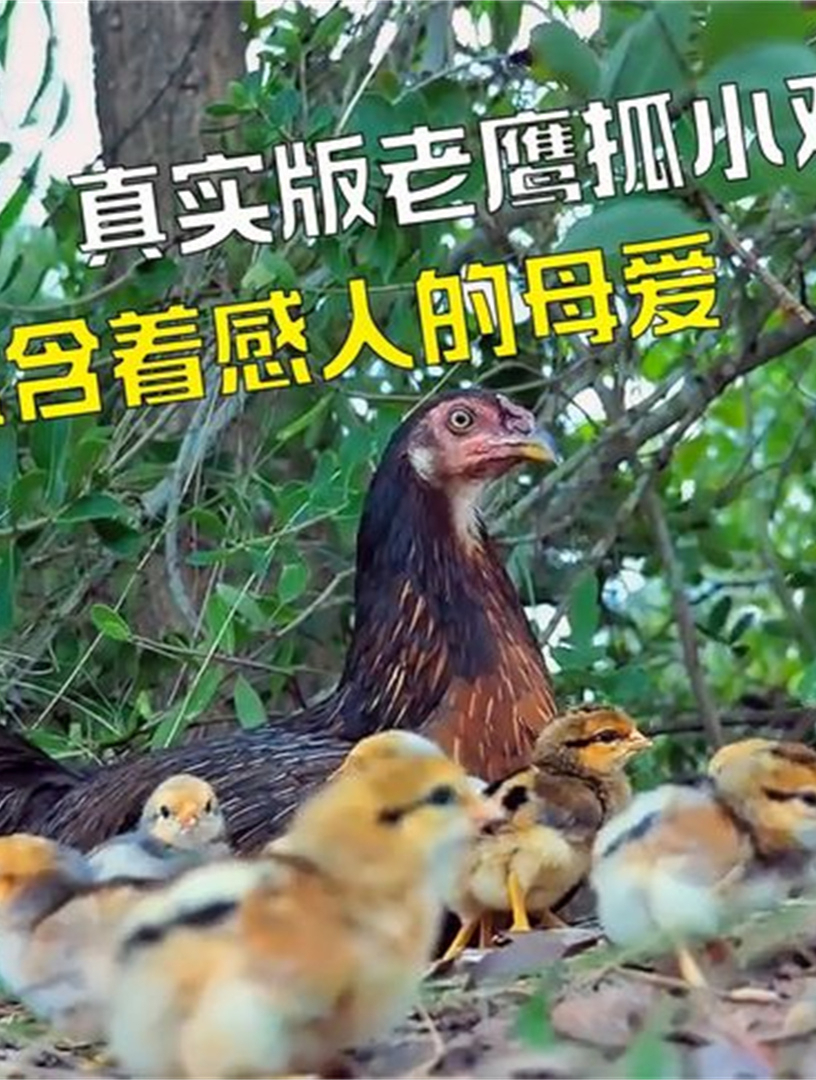 真实版老鹰抓小鸡,母鸡为了保护自己的孩子,顽强得与老鹰搏斗4