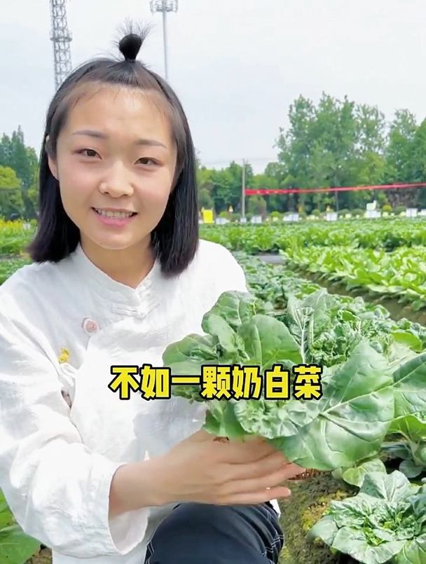 用种子播种长出来的牛奶矮白菜,养护做到几点,长得更快!