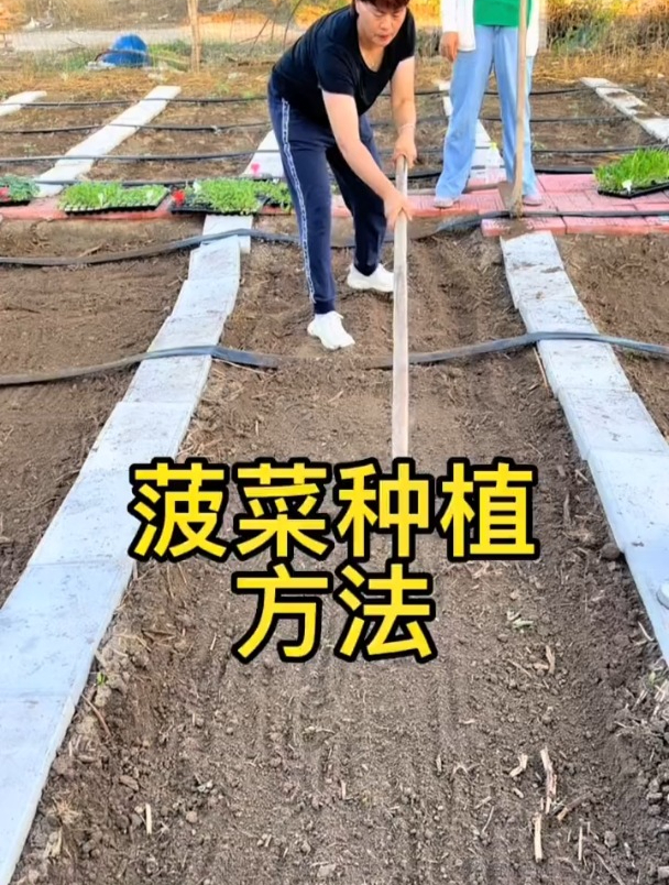 菠菜的种植方法和时间!