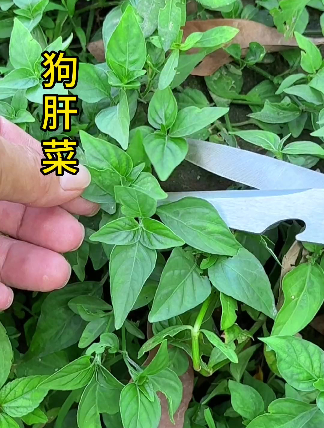狗肝菜,别名猪肝菜,煮水洗脸能缓解痤疮,洗脚能缓解脚气