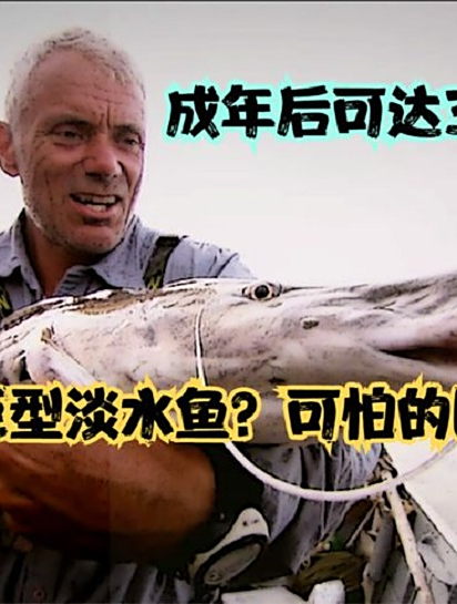吃人的巨型淡水鱼?可怕的欧洲巨鲶,成年可达300公斤,一口吞人2