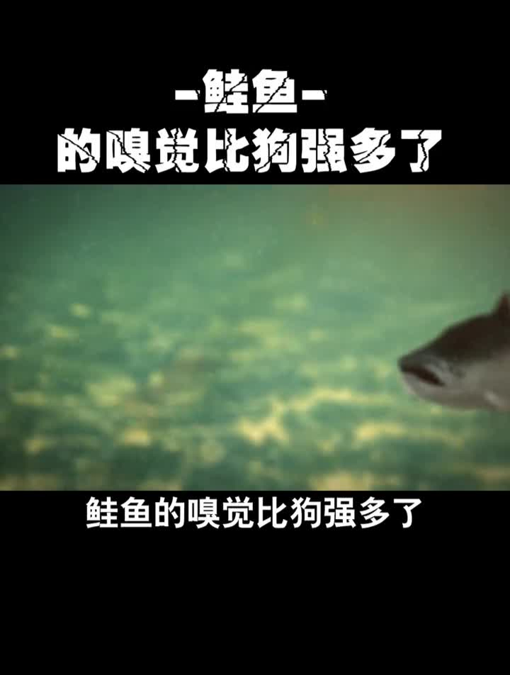 这种鱼的嗅觉比狗还厉害海洋生物鲑鱼科普涨知识
