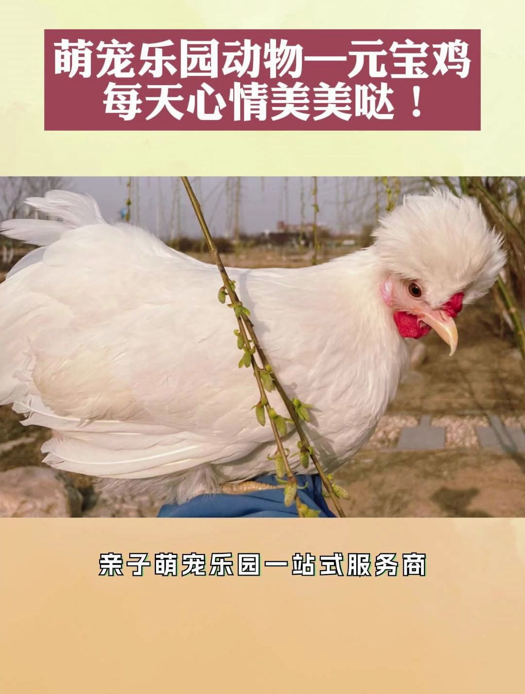 每天分享一种宝藏动物,元宝鸡