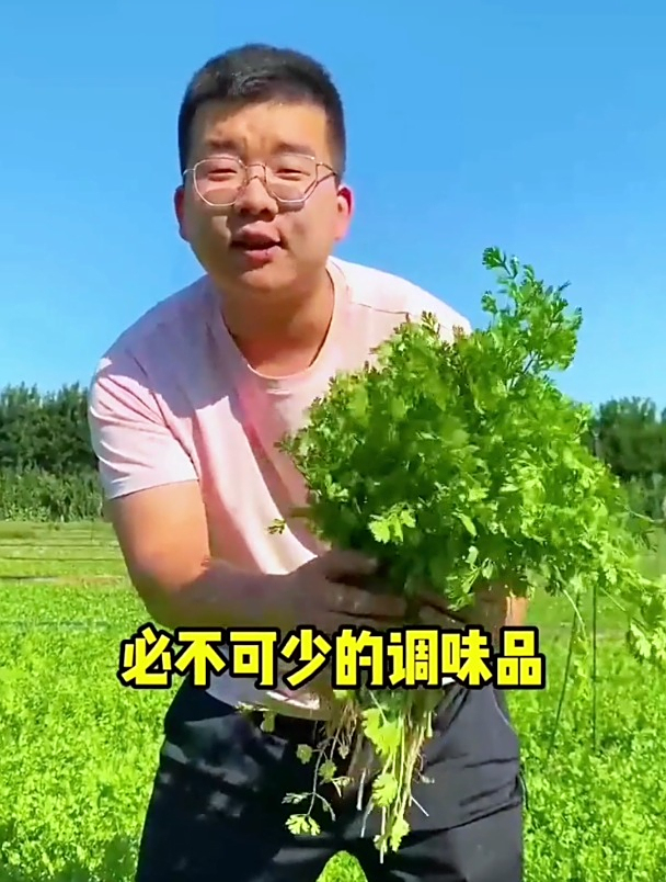 农村有“三大香菜”,大部分人都只吃过一种,第三种你买都买不到