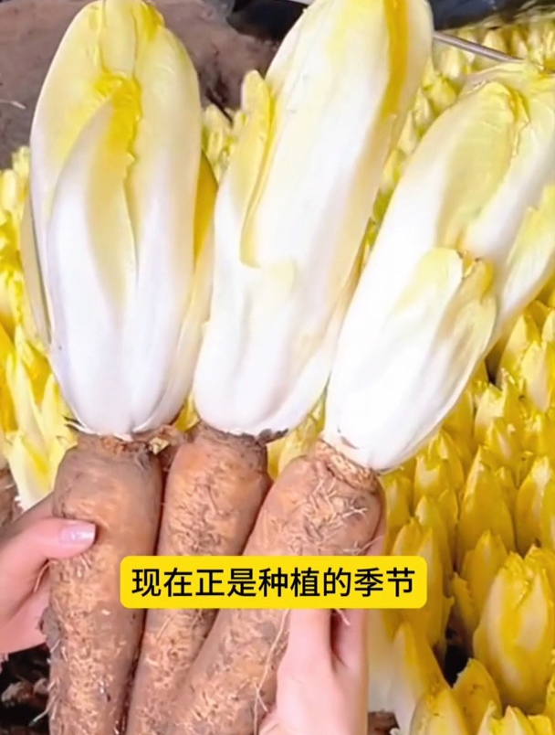一种娃娃菜,为何能卖出“天价”?老农:这可不是普通的娃娃菜