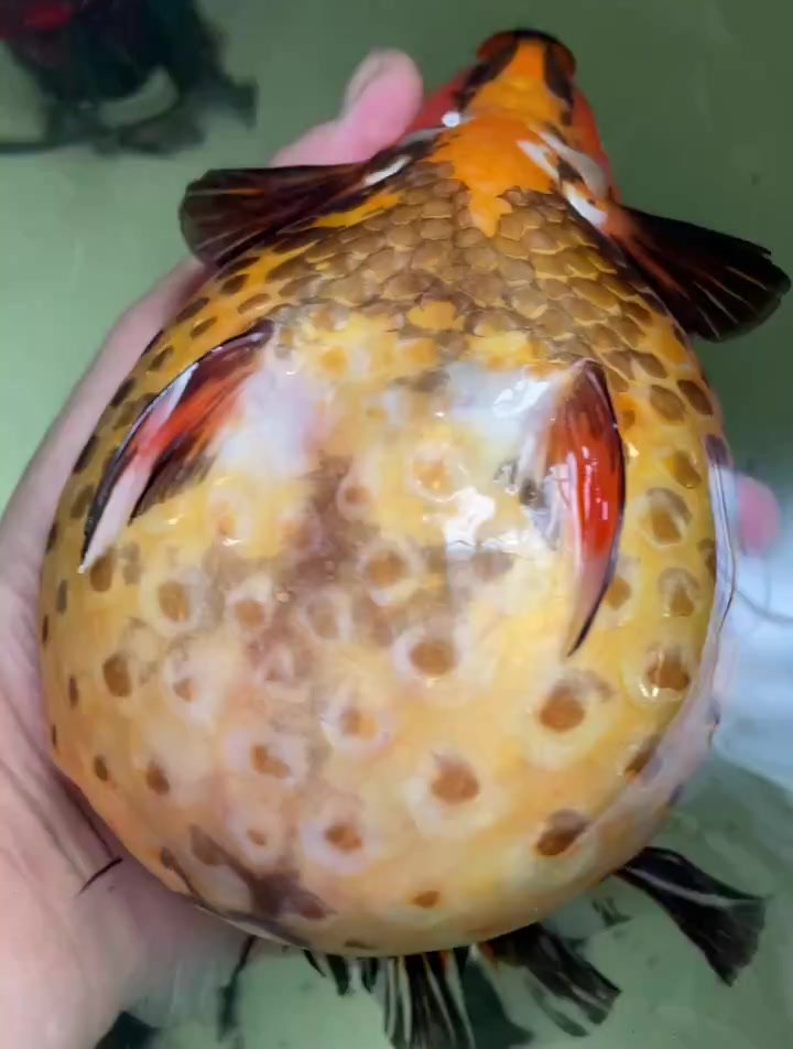大肚子金鱼