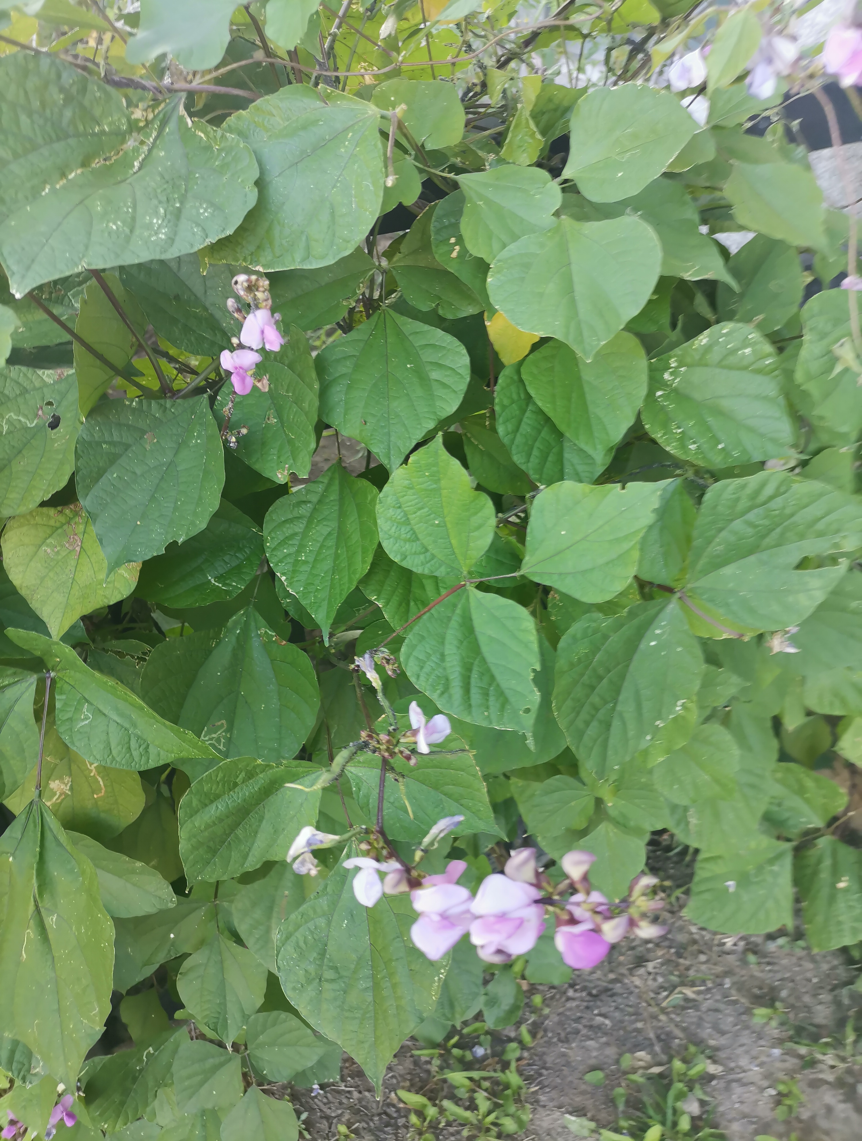 9月紫色的豆角花开的挺好看