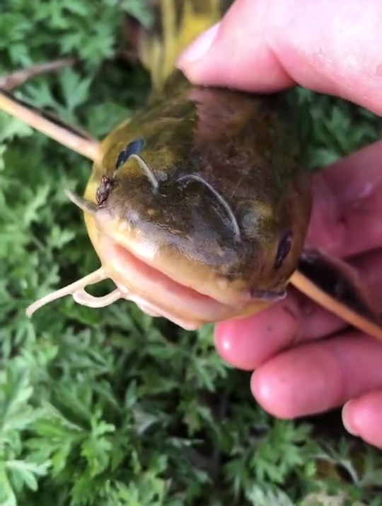 差点空军,2个小时等到一条大昂刺鱼。很开心目测下有多重