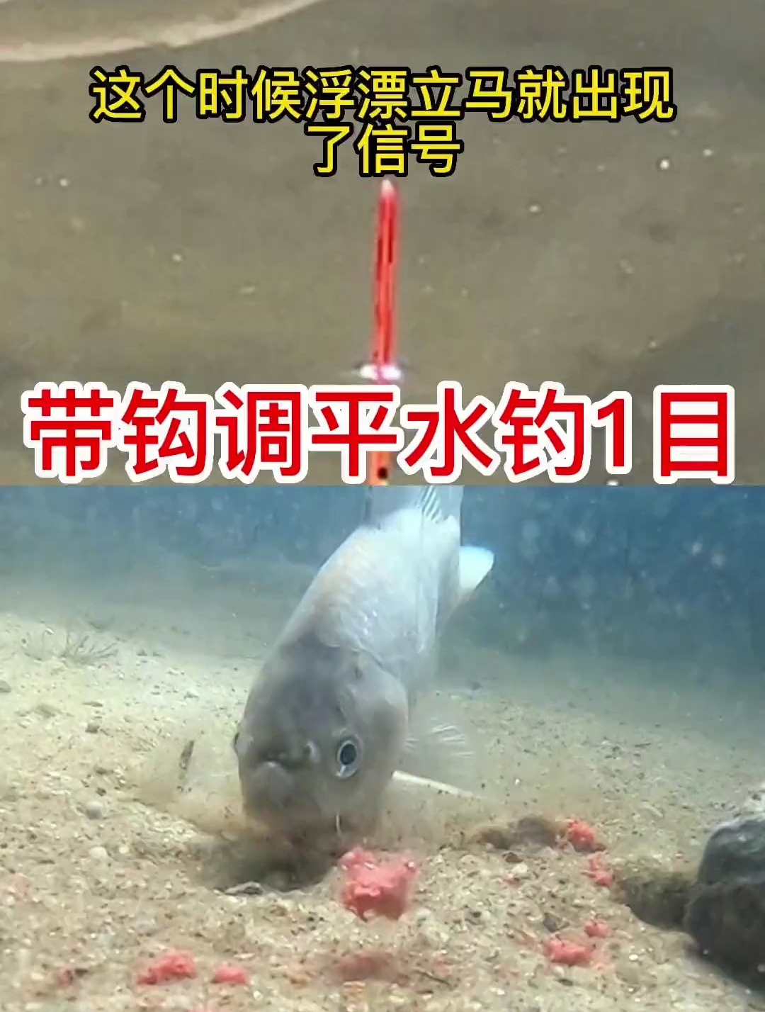 水钓1目,大鱼水下吃饵什么状态,高清水下视频给你答案!