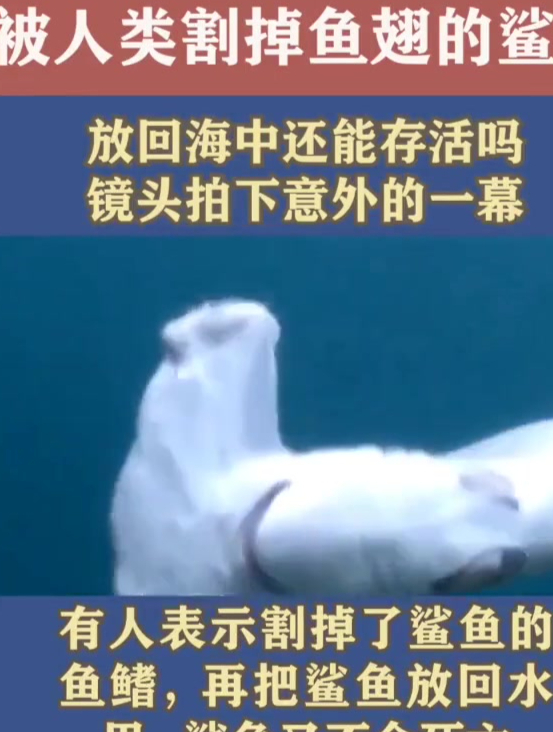 被人类割掉鱼翅的鲨鱼,放回海中还能存活吗?镜头拍下意外的一幕