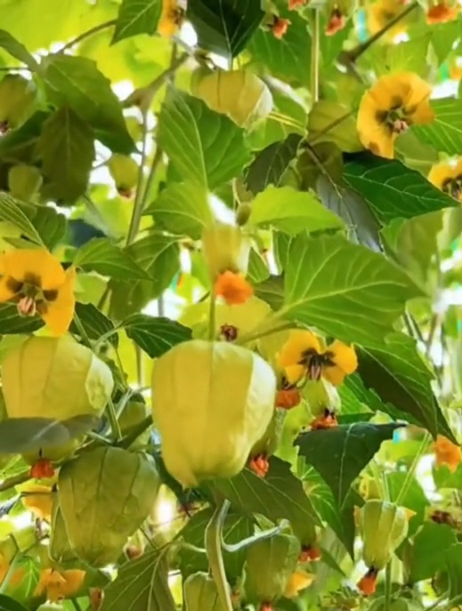 家有空地一定要栽“姑娘果树”,种植简单易打理,果肉甘甜多汁!