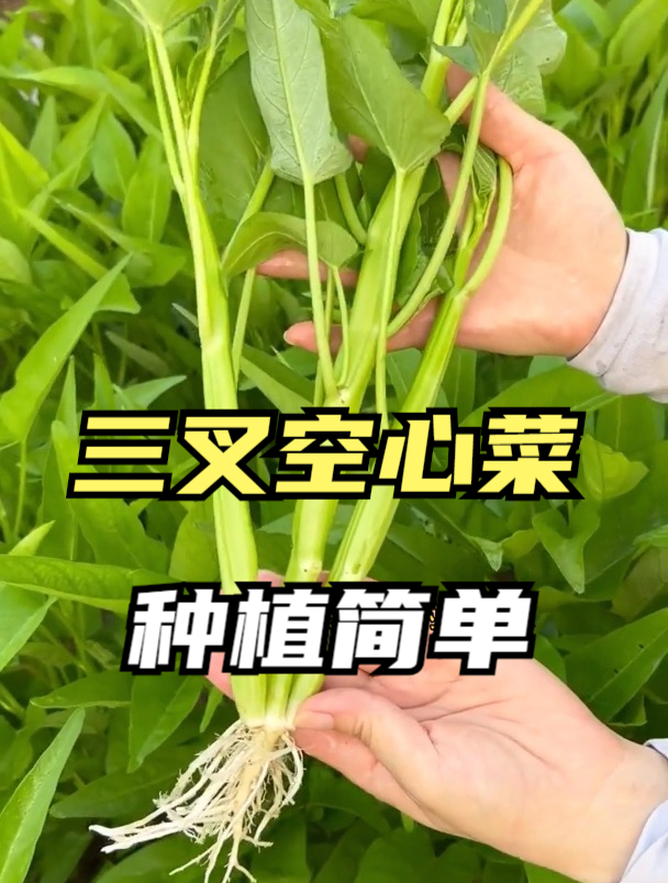 空心菜种植技巧,教你一招,出苗齐,茎秆脆嫩,吃完一茬接一茬