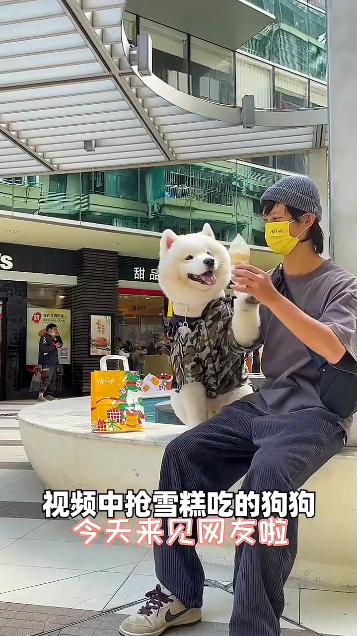 可以给狗狗吃雪糕吗?