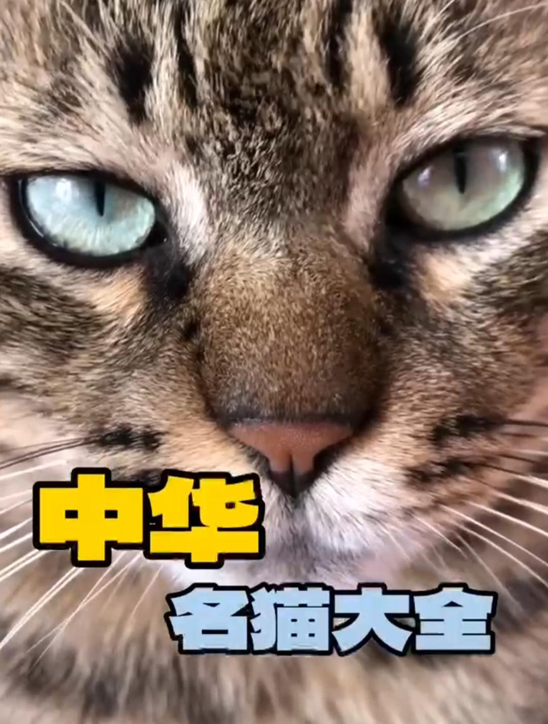 2023-5-29 中华名猫大全