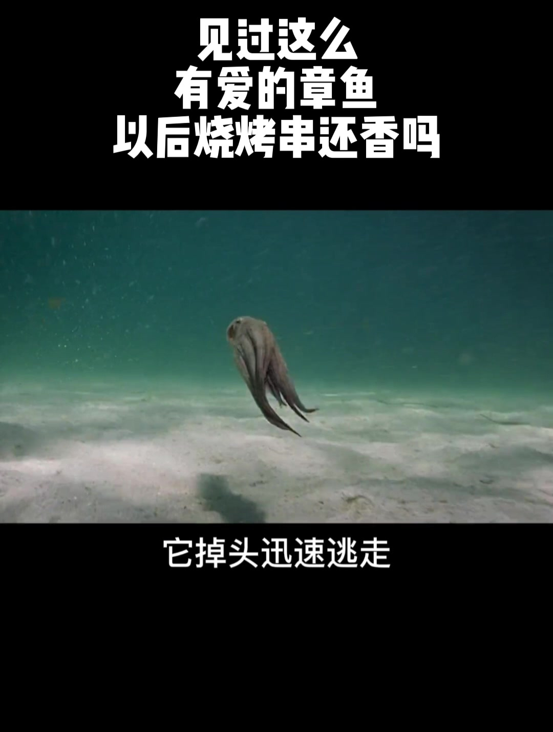 见过这么有爱的章鱼,以后烧烤串还香吗