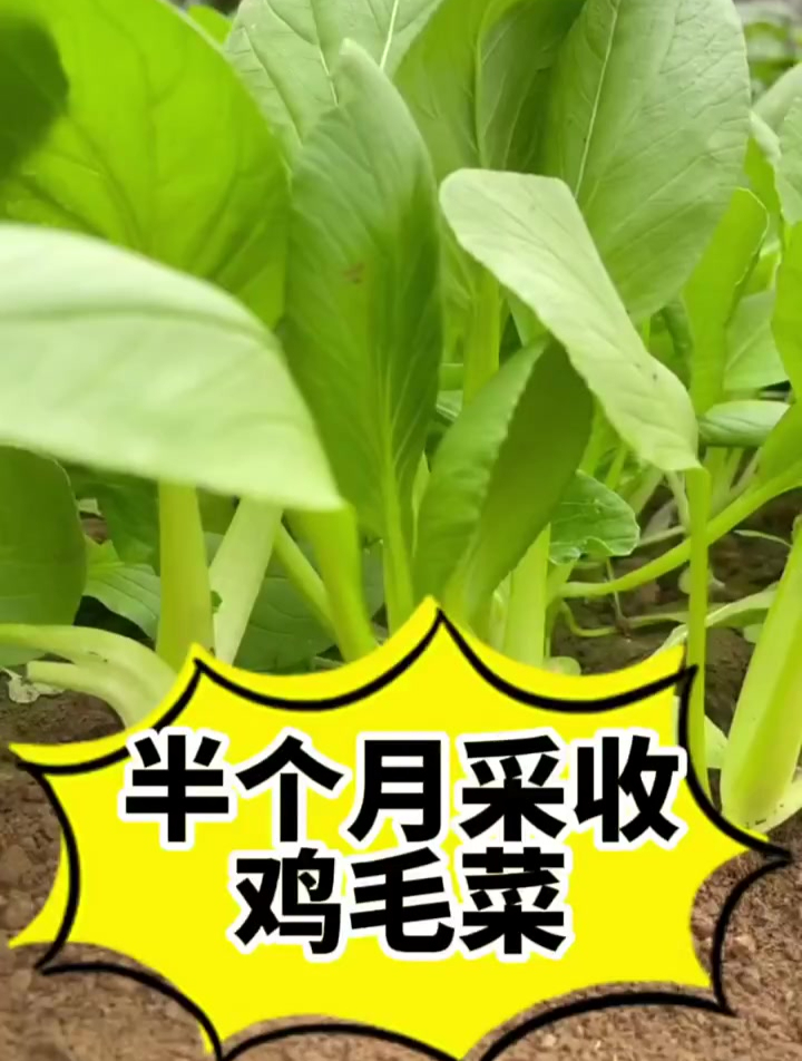 鸡毛菜,生长周期短,15天就可以采收