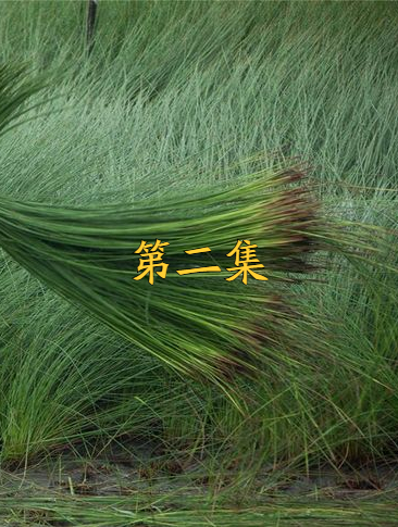 被称为软黄金的蔺草,为中国创收40亿,为啥却被弃种?第2/3集