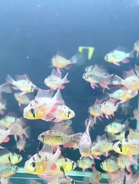 你知道玻利维亚凤凰鱼吗?
