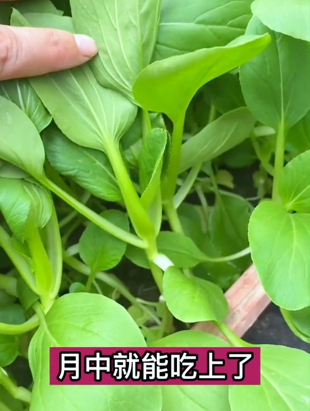 小白菜冬天煮火锅的最爱