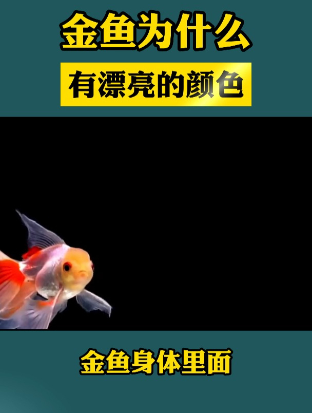 金鱼什么有漂亮的颜色?