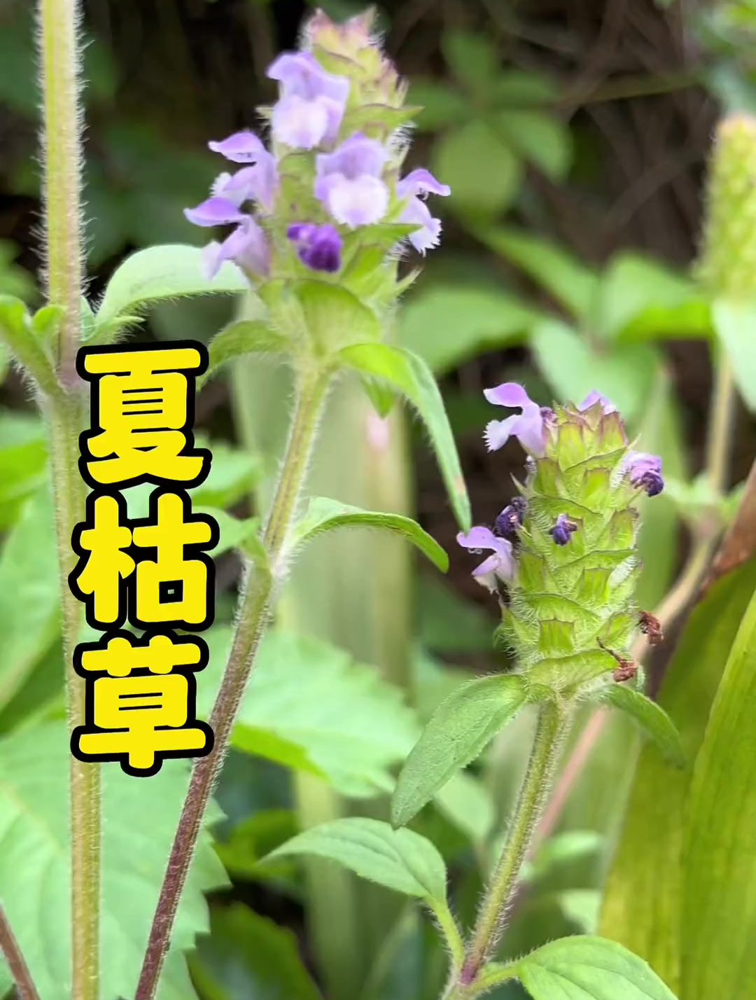 夏枯草煮鸡蛋喝过吗?你知道它的哪些妙用?