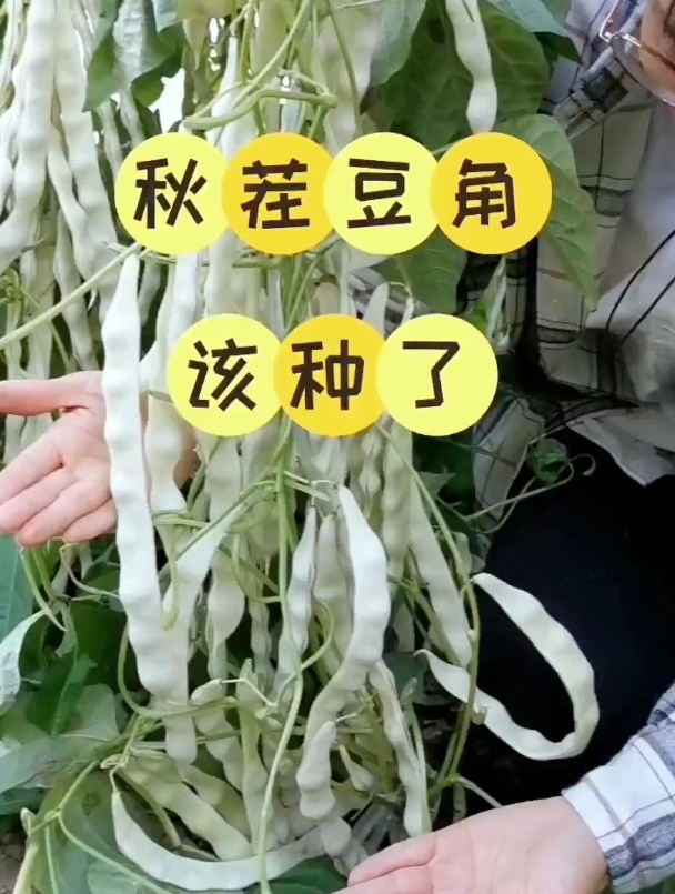 入秋后的几款豆角,你都认识吗?它们口感不同,炖肉却是极香!