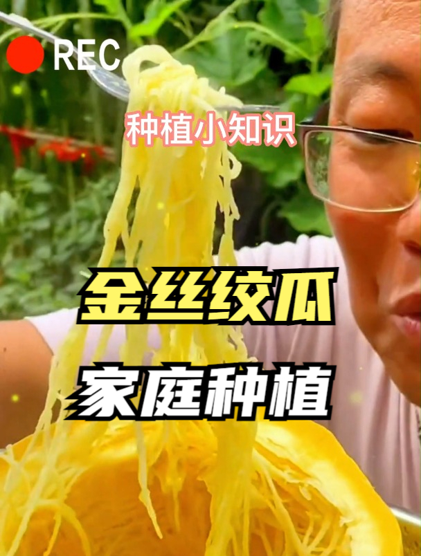 神奇的“金丝绞瓜” 人称“植物海蜇”,清心解暑,煲汤养人!