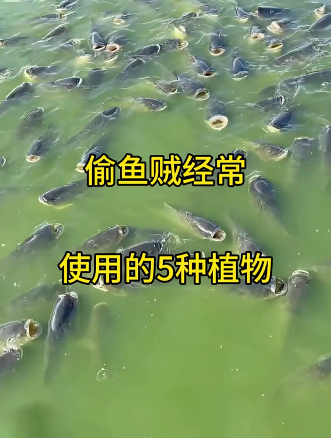 偷鱼贼经常使用的5种植物,学会此妙招,保证让你鱼护爆满