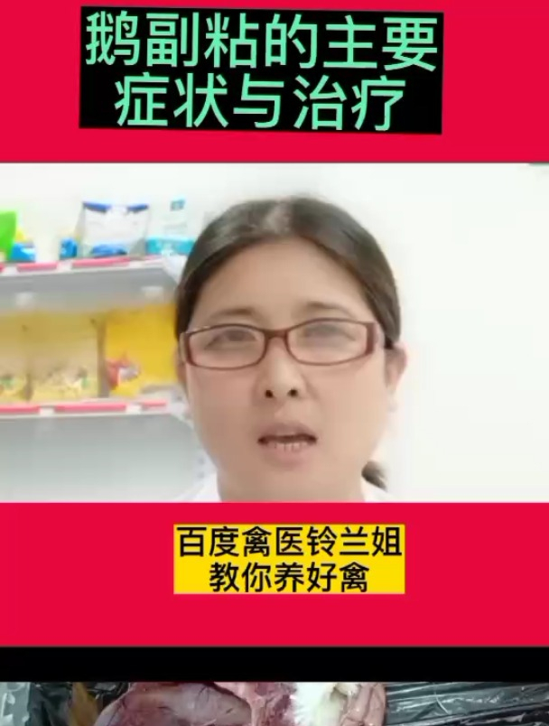 鹅禽医玲兰姐谈鹅副粘的主要症状与治疗