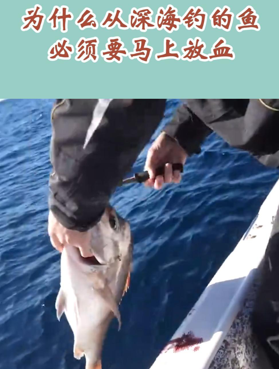 为什么从深海钓的鱼,必须要马上放血?