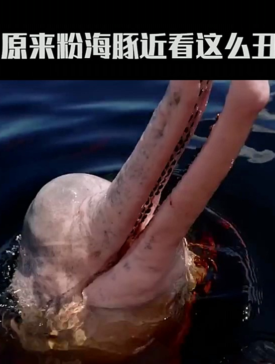 真正的粉色海豚到底是谁?