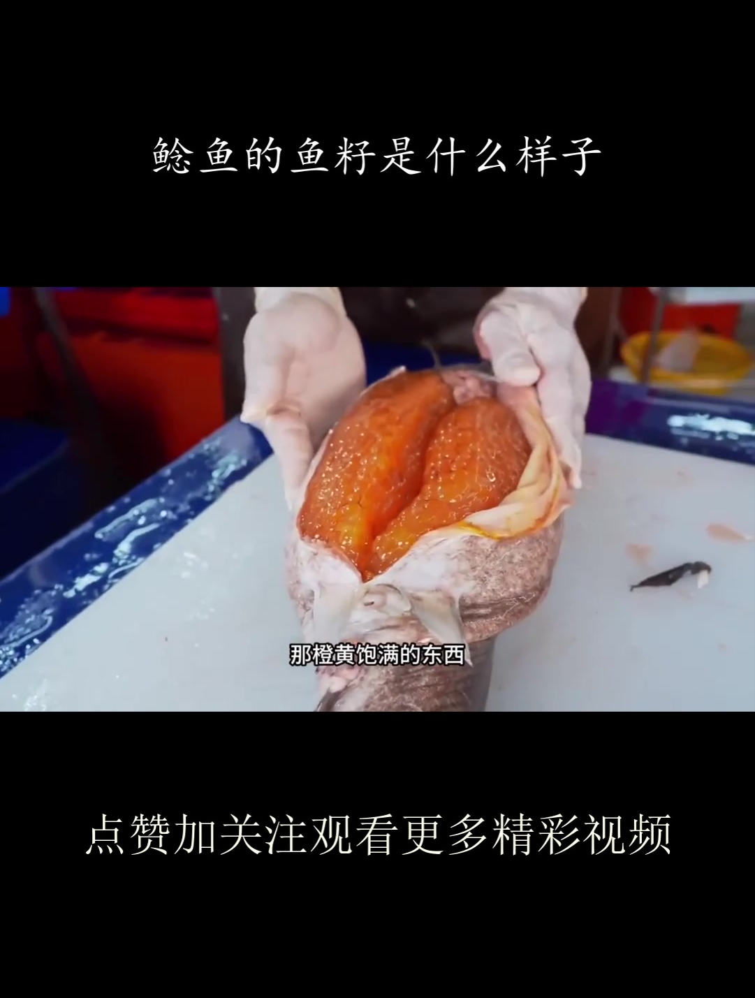 鲶鱼的鱼籽是什么样子?